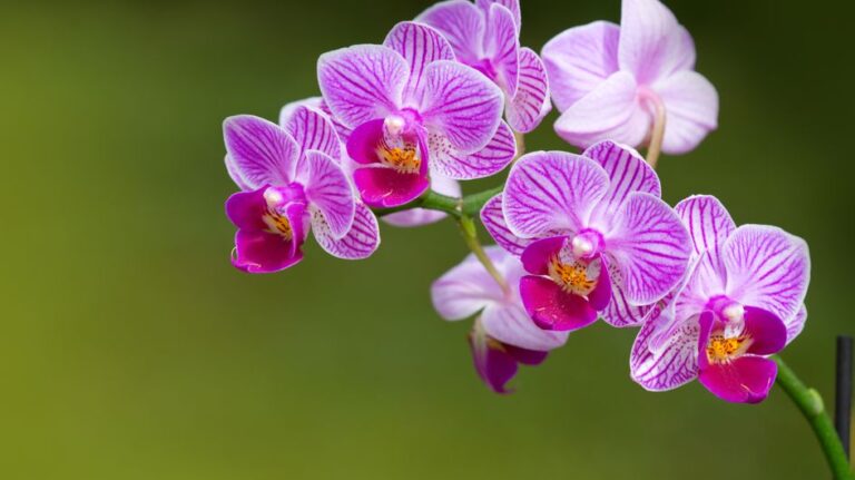 Progetto La Casa delle Orchidee, l’intervista su Radio Spazio Noi – In Blu